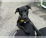 Small American Pit Bull Terrier