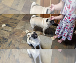Small #2 Pug