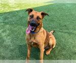 Small German Shepherd Dog Mix