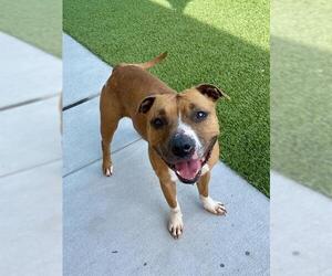 American Pit Bull Terrier-Unknown Mix Dogs for adoption in Baytown, TX, USA