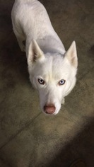 Mother of the Siberian Husky puppies born on 12/26/2017
