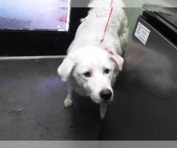 Medium Photo #1 Great Pyrenees Puppy For Sale in Tulsa, OK, USA