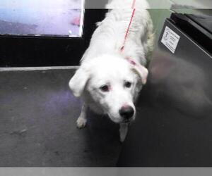 Great Pyrenees Dogs for adoption in Tulsa, OK, USA