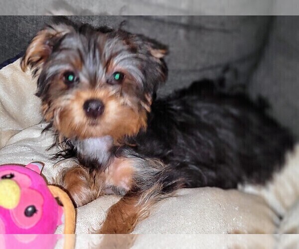 Medium Photo #6 Yorkshire Terrier Puppy For Sale in AKRON, OH, USA