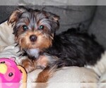 Small Photo #6 Yorkshire Terrier Puppy For Sale in AKRON, OH, USA