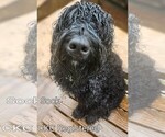 Small Photo #1 Schnauzer (Giant) Puppy For Sale in JASPER, AL, USA