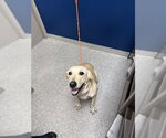 Small Labrador Retriever Mix