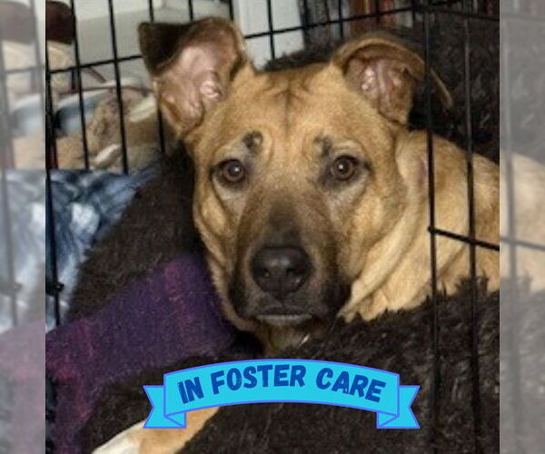 Medium Photo #2 Black Mouth Cur-Unknown Mix Puppy For Sale in Tallahassee, FL, USA