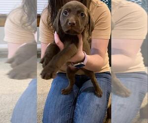 Labrador Retriever Puppy for sale in HASKELL, OK, USA