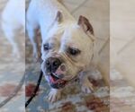 Small #1 American Bulldog-French Bulldog Mix