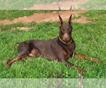 Small #9 Doberman Pinscher