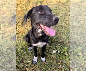 Tank Dot *LOCAL* - Male Labrador Retriever-Unknown Mix Dog for Adoption - Photo #2