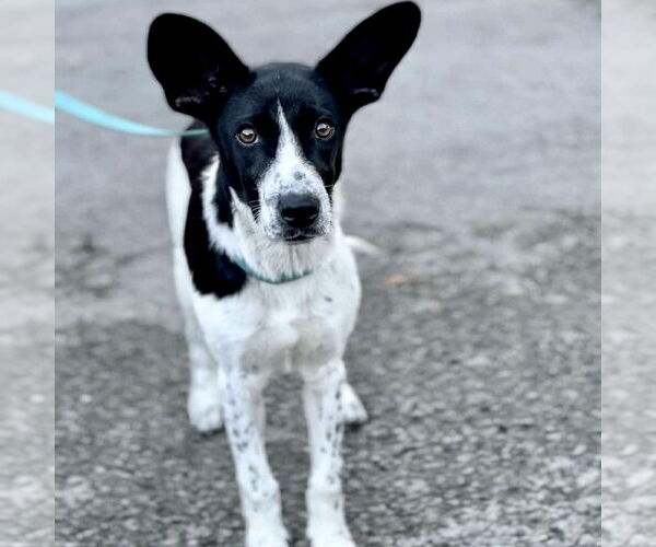 Medium Photo #4 Border Terrier-Unknown Mix Puppy For Sale in Batavia, OH, USA