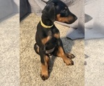 Small #29 Doberman Pinscher