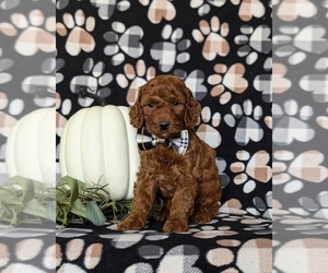 Goldendoodle (Miniature) Puppy for sale in COCHRANVILLE, PA, USA