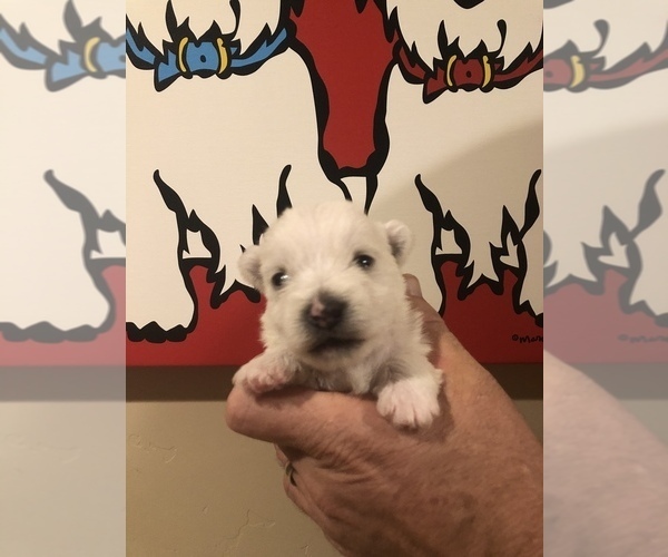 Medium Photo #6 West Highland White Terrier Puppy For Sale in PHOENIX, AZ, USA