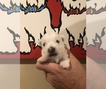 Small Photo #6 West Highland White Terrier Puppy For Sale in PHOENIX, AZ, USA