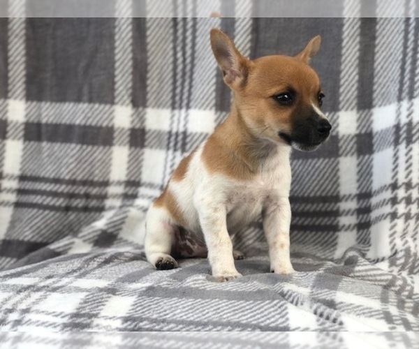 Medium Photo #6 Jack Russell Terrier Puppy For Sale in LAKELAND, FL, USA