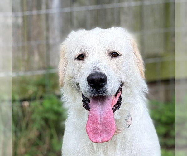Medium Photo #1 Great Pyrenees Puppy For Sale in Spring, TX, USA