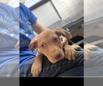 Small #2 Labrador Retriever Mix