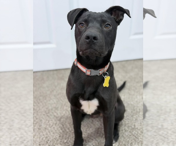 Medium Photo #6 Mutt Puppy For Sale in Sandy, UT, USA