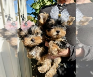 Yorkshire Terrier Puppy for sale in SACRAMENTO, CA, USA