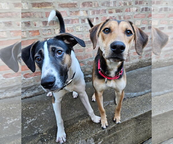 Medium Photo #4 German Shepherd Dog-Unknown Mix Puppy For Sale in Chicago, IL, USA