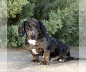 Dachshund Puppy for Sale in HONEY BROOK, Pennsylvania USA