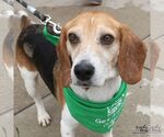 Small #7 Beagle Mix