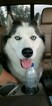 Small Photo #1 Siberian Husky Puppy For Sale in BROXTON, GA, USA
