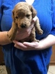 Small Photo #1 Goldendoodle (Miniature) Puppy For Sale in SCOTTSBORO, AL, USA