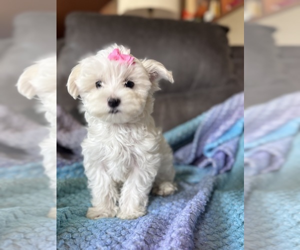 Medium Photo #13 Maltese Puppy For Sale in SEAGROVE, NC, USA