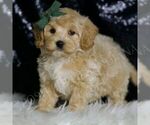 Small Photo #103 Maltipoo (Miniature) Puppy For Sale in WARSAW, IN, USA