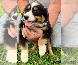 Miniature Australian Shepherd Puppy for sale in NEW WASHINGTN, IN, USA