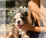 Small Photo #23 Olde English Bulldogge Puppy For Sale in OVERLAND, KS, USA