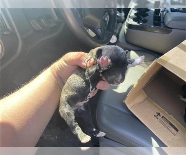 Medium Photo #1 Siberian Husky-Unknown Mix Puppy For Sale in Houston, TX, USA