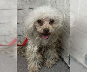 Poodle (Miniature)-Unknown Mix Dogs for adoption in San Bernardino, CA, USA