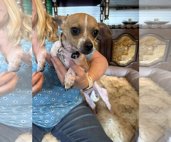 Medium Photo #2 Jack Chi Puppy For Sale in Holly Springs, NC, USA