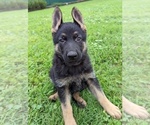 Puppy Miss Gold German Shepherd Dog