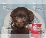 Small #11 Maltipoo-Poodle (Toy) Mix