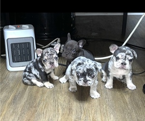 French Bulldog Puppy for sale in NORCO, CA, USA