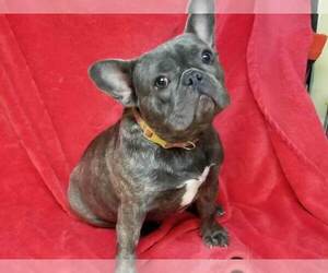 French Bulldog Puppy for sale in HOUSTON, TX, USA