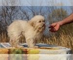 Small #22 ShihPoo