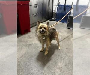 Pomeranian Dogs for adoption in Forestville, MD, USA
