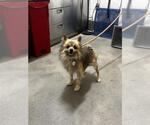Small Pomeranian