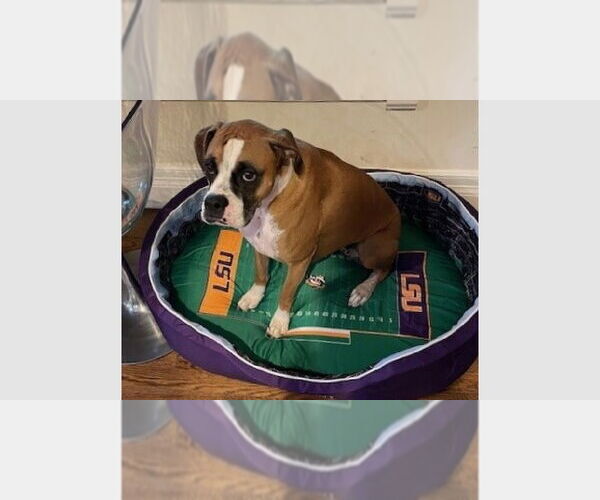 Medium Photo #2 Boxer Puppy For Sale in Austin, TX, USA