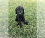 Small #1 Goldendoodle