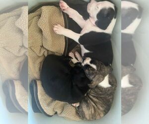 American Pit Bull Terrier Puppy for sale in WAUKEGAN, IL, USA