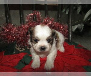 Shorkie Tzu Puppy for sale in TOLEDO, OH, USA