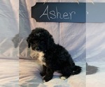 Small Photo #6 Aussiedoodle-Poodle (Miniature) Mix Puppy For Sale in REEDS SPRING, MO, USA